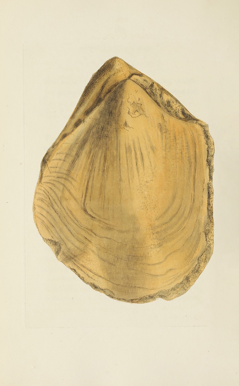 James Sowerby - The mineral conchology of Great Britain Pl.573