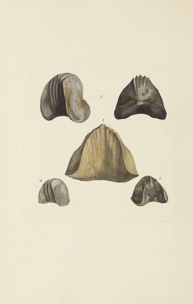 James Sowerby - The mineral conchology of Great Britain Pl.576