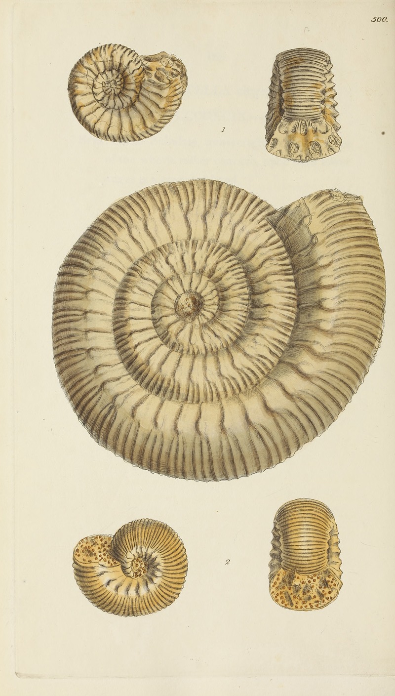James Sowerby - The mineral conchology of Great Britain Pl.581