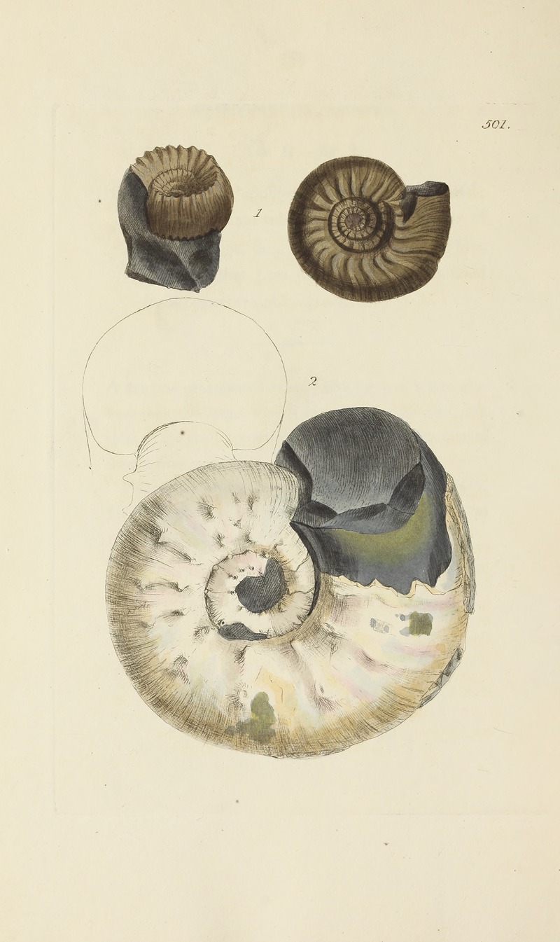 James Sowerby - The mineral conchology of Great Britain Pl.582