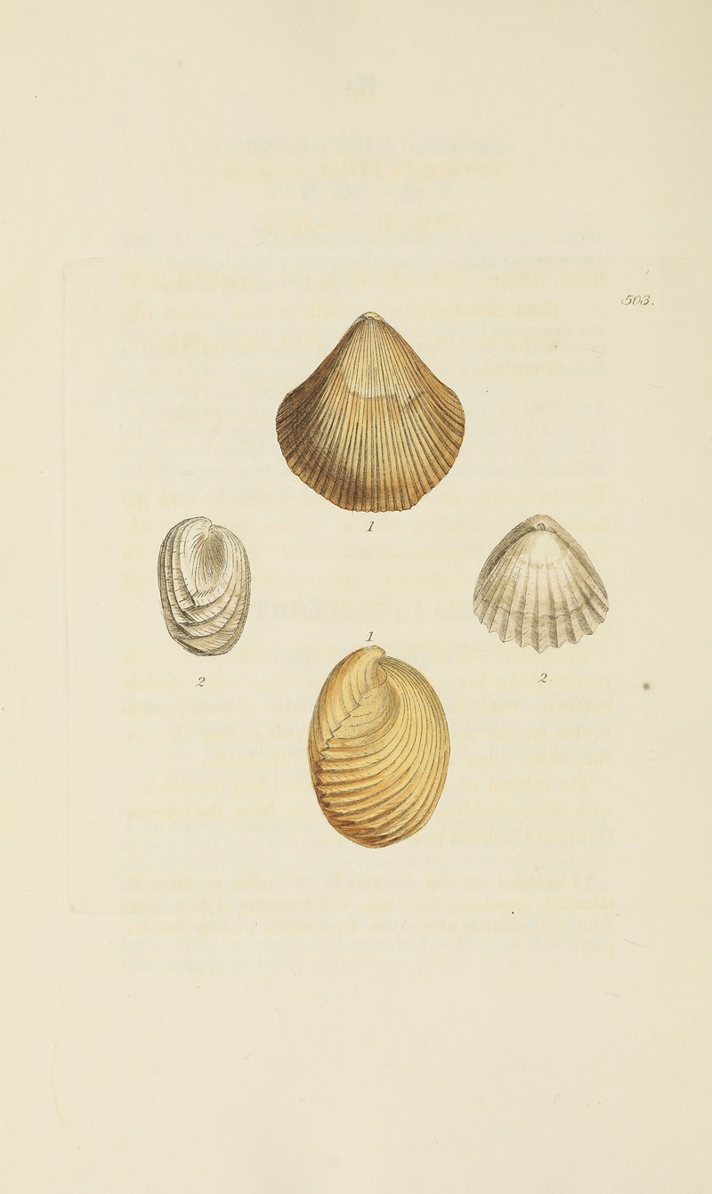 James Sowerby - The mineral conchology of Great Britain Pl.584