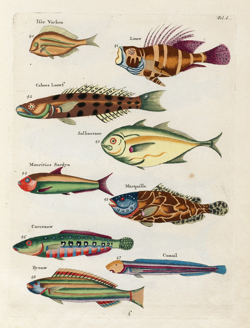 Louis Renard - Poissons, ecrevisses et crabes, de diverses couleurs et figures extraordinaires.. Pl.006