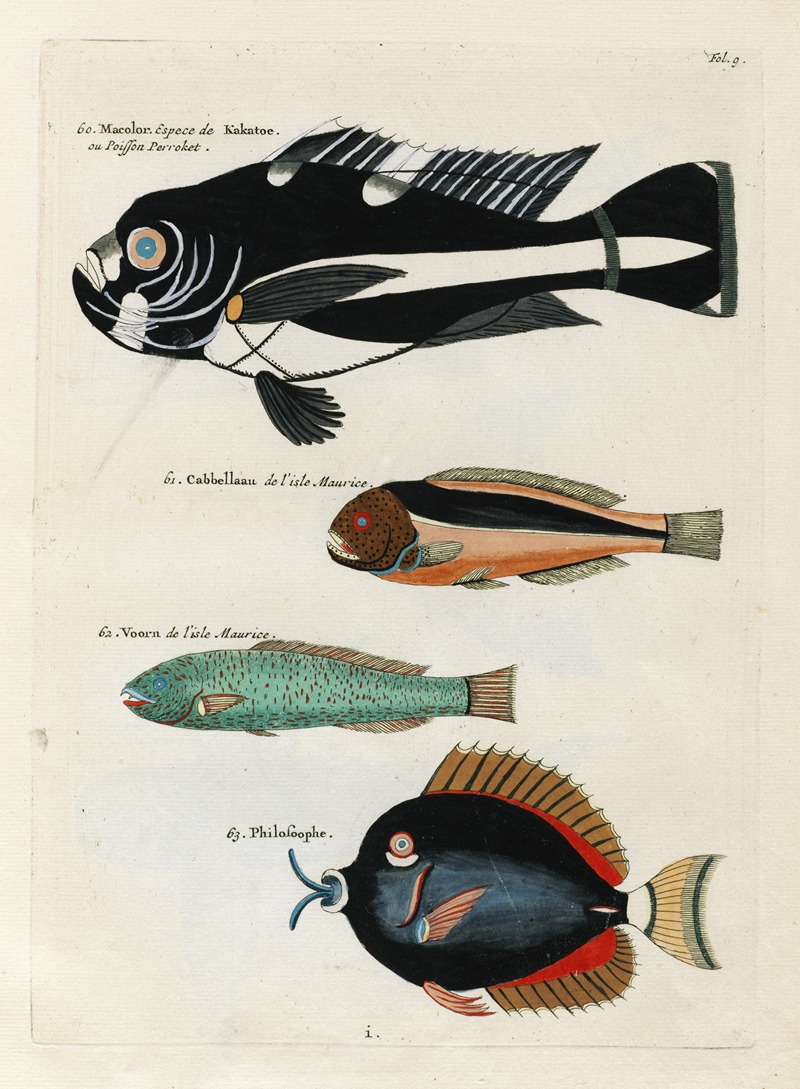 Louis Renard - Poissons, ecrevisses et crabes, de diverses couleurs et figures extraordinaires.. Pl.009