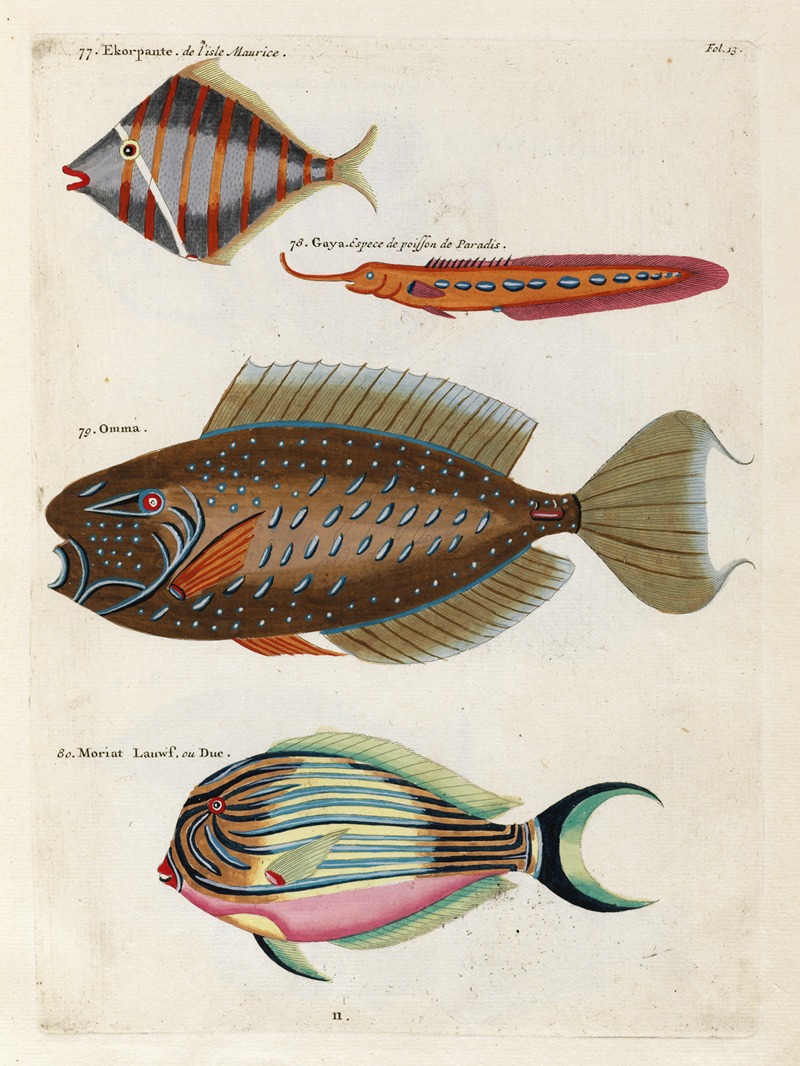 Louis Renard - Poissons, ecrevisses et crabes, de diverses couleurs et figures extraordinaires.. Pl.013