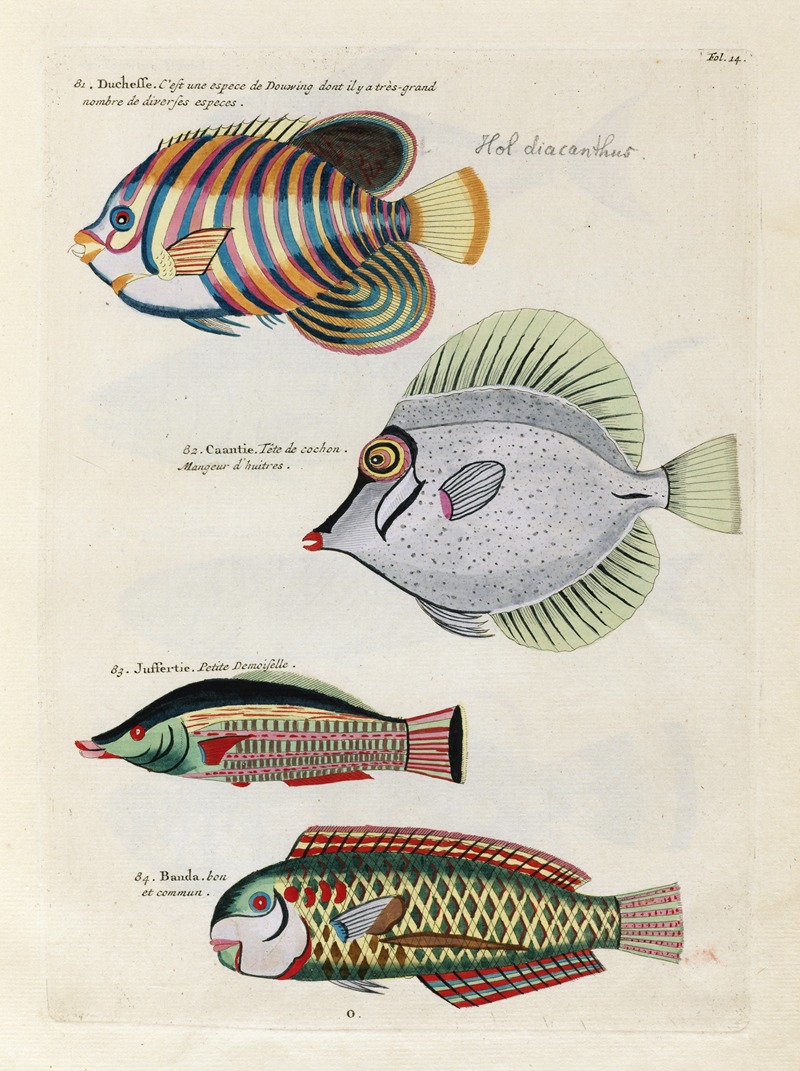 Louis Renard - Poissons, ecrevisses et crabes, de diverses couleurs et figures extraordinaires.. Pl.014