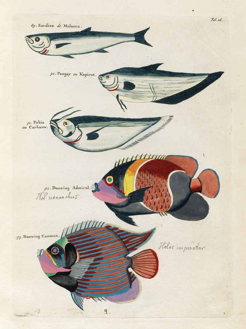 Louis Renard - Poissons, ecrevisses et crabes, de diverses couleurs et figures extraordinaires.. Pl.016