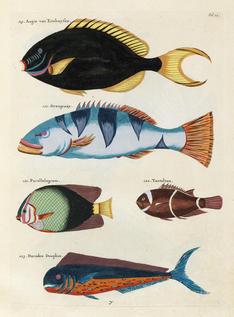 Louis Renard - Poissons, ecrevisses et crabes, de diverses couleurs et figures extraordinaires.. Pl.022