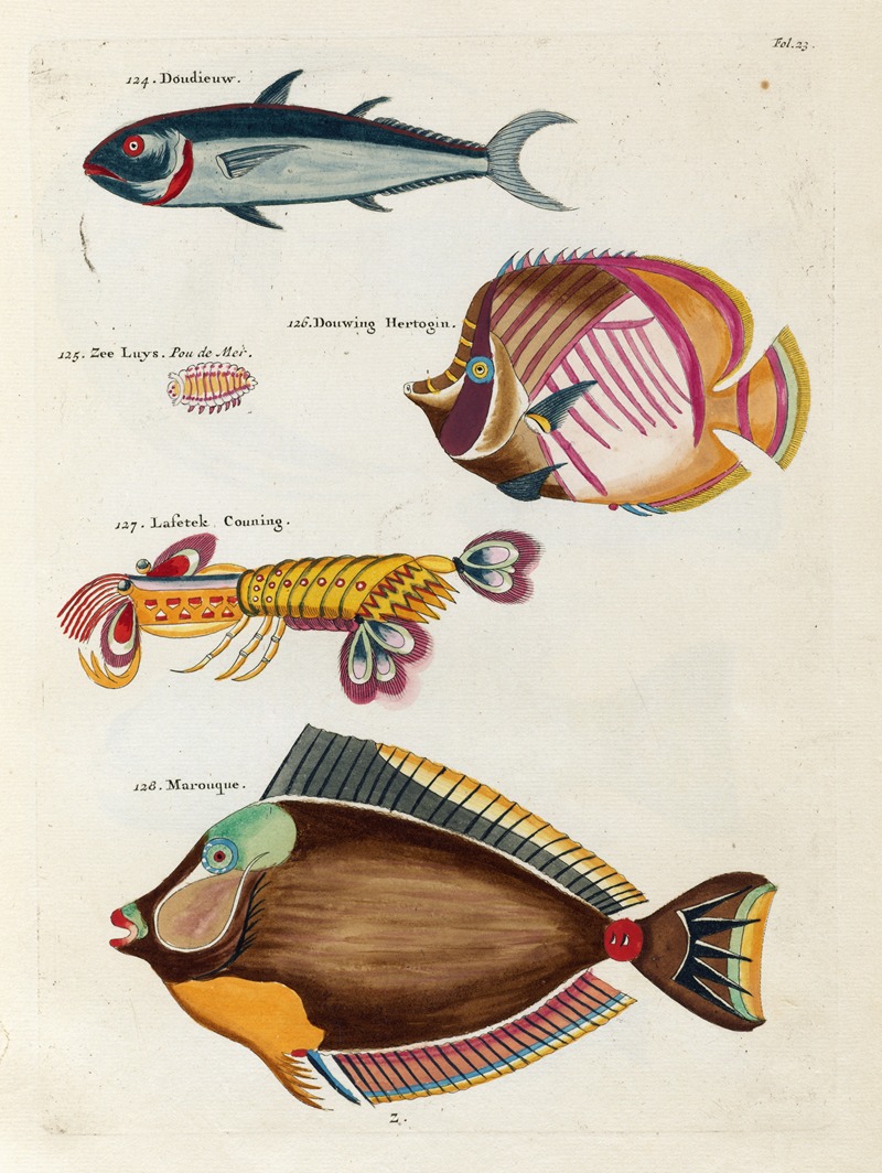 Louis Renard - Poissons, ecrevisses et crabes, de diverses couleurs et figures extraordinaires.. Pl.023