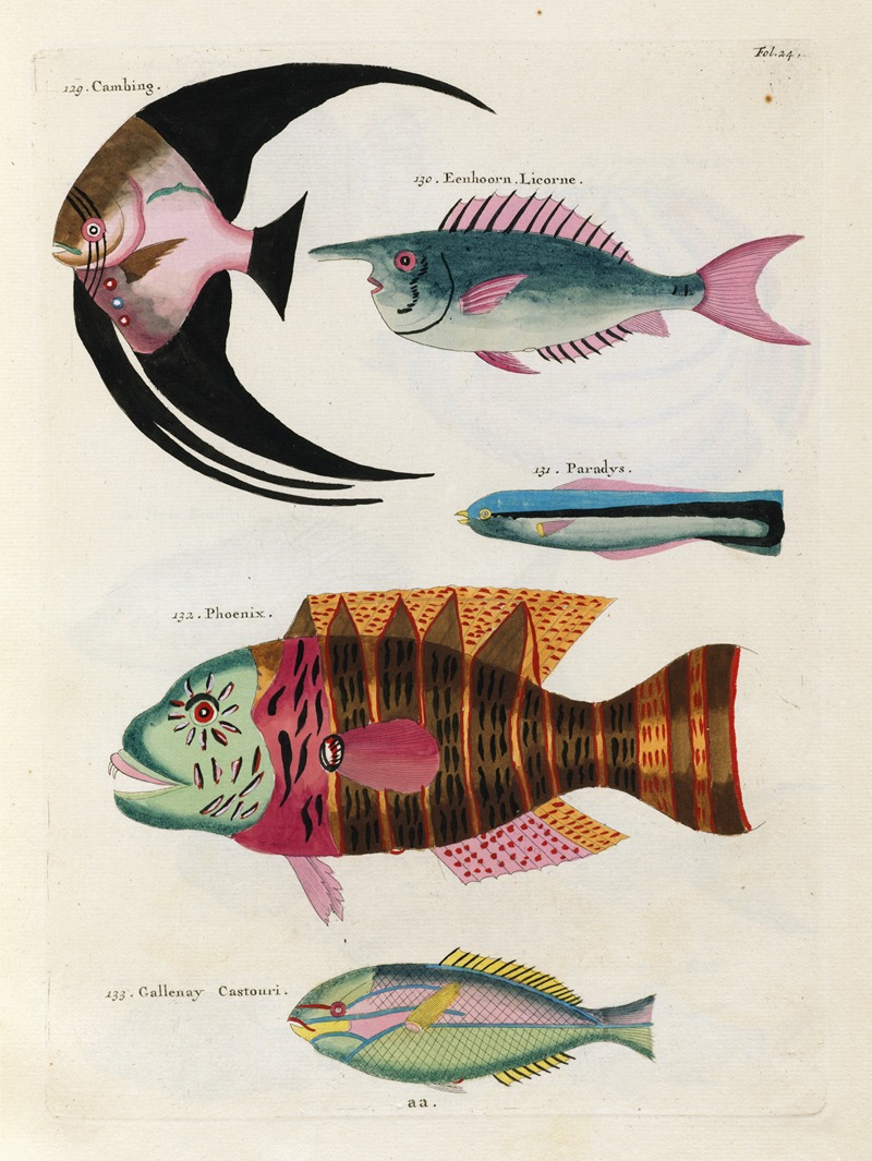 Louis Renard - Poissons, ecrevisses et crabes, de diverses couleurs et figures extraordinaires.. Pl.024