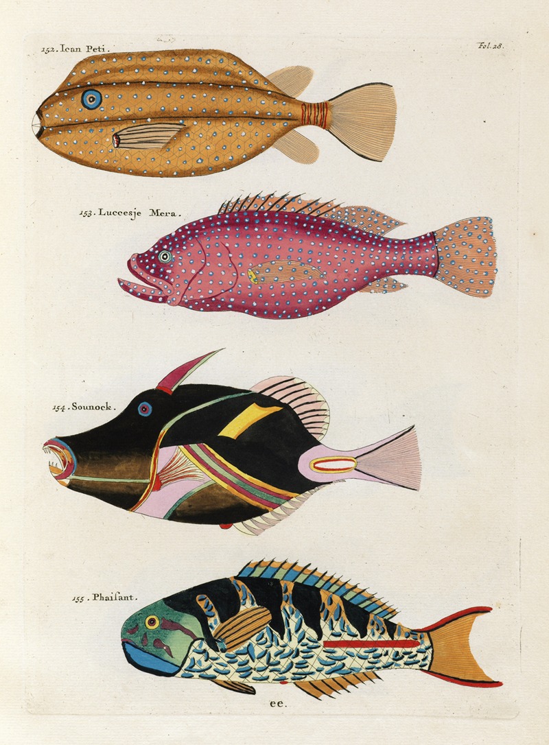 Louis Renard - Poissons, ecrevisses et crabes, de diverses couleurs et figures extraordinaires.. Pl.028