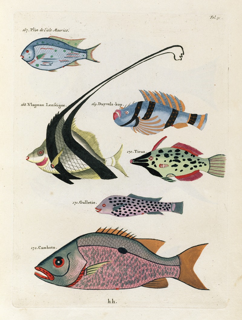 Louis Renard - Poissons, ecrevisses et crabes, de diverses couleurs et figures extraordinaires.. Pl.031