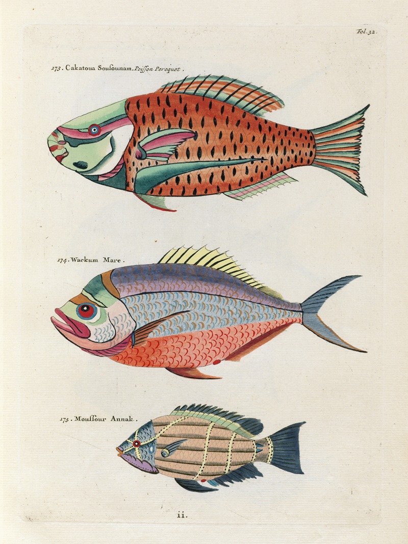 Louis Renard - Poissons, ecrevisses et crabes, de diverses couleurs et figures extraordinaires.. Pl.032