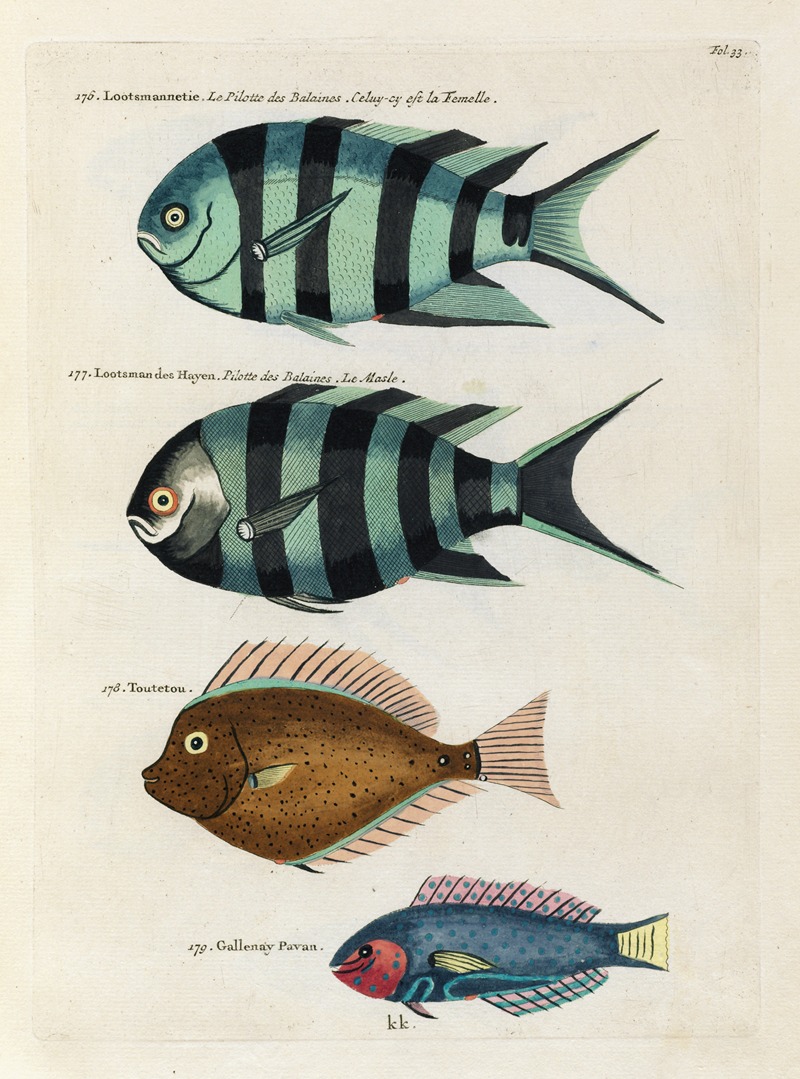 Louis Renard - Poissons, ecrevisses et crabes, de diverses couleurs et figures extraordinaires.. Pl.033