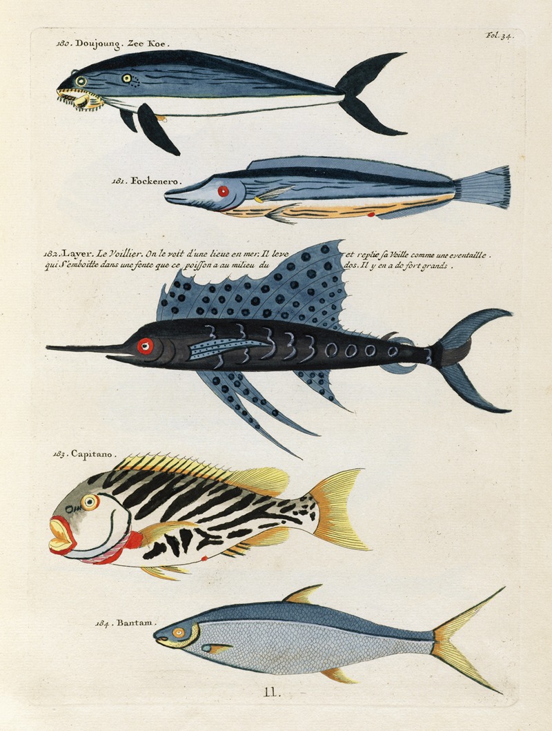 Louis Renard - Poissons, ecrevisses et crabes, de diverses couleurs et figures extraordinaires.. Pl.034