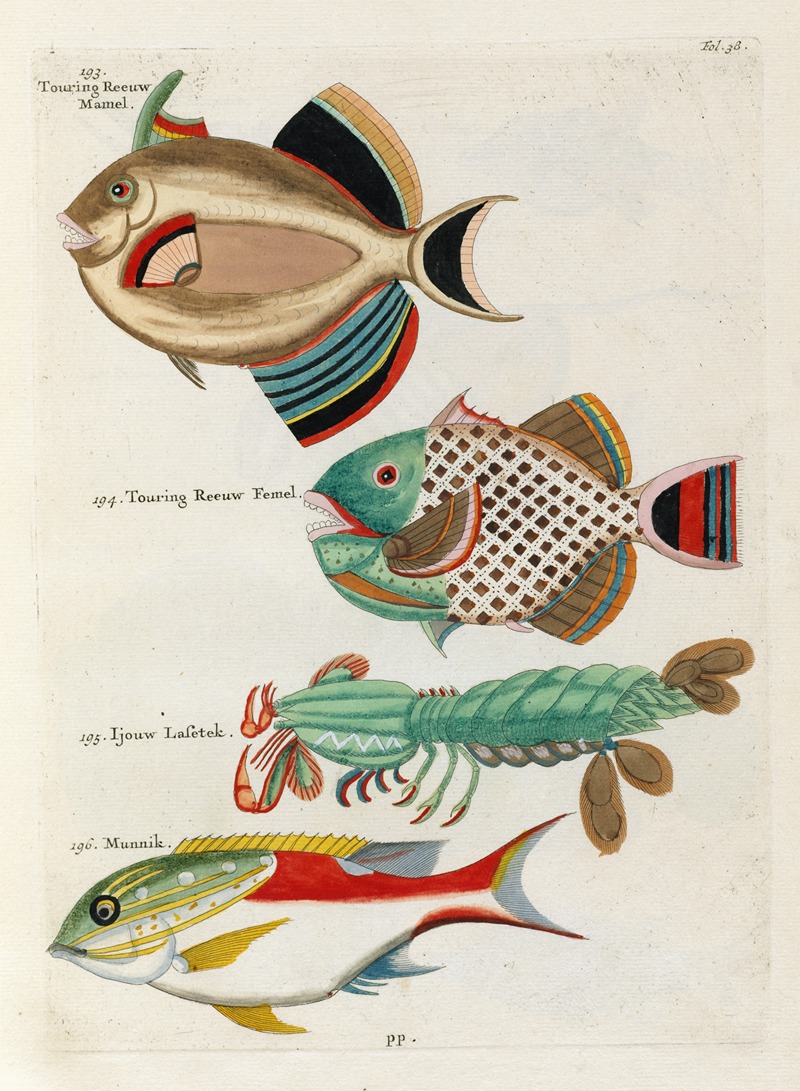 Louis Renard - Poissons, ecrevisses et crabes, de diverses couleurs et figures extraordinaires.. Pl.038