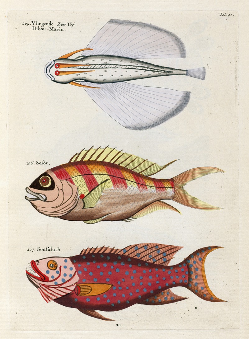 Louis Renard - Poissons, ecrevisses et crabes, de diverses couleurs et figures extraordinaires.. Pl.041