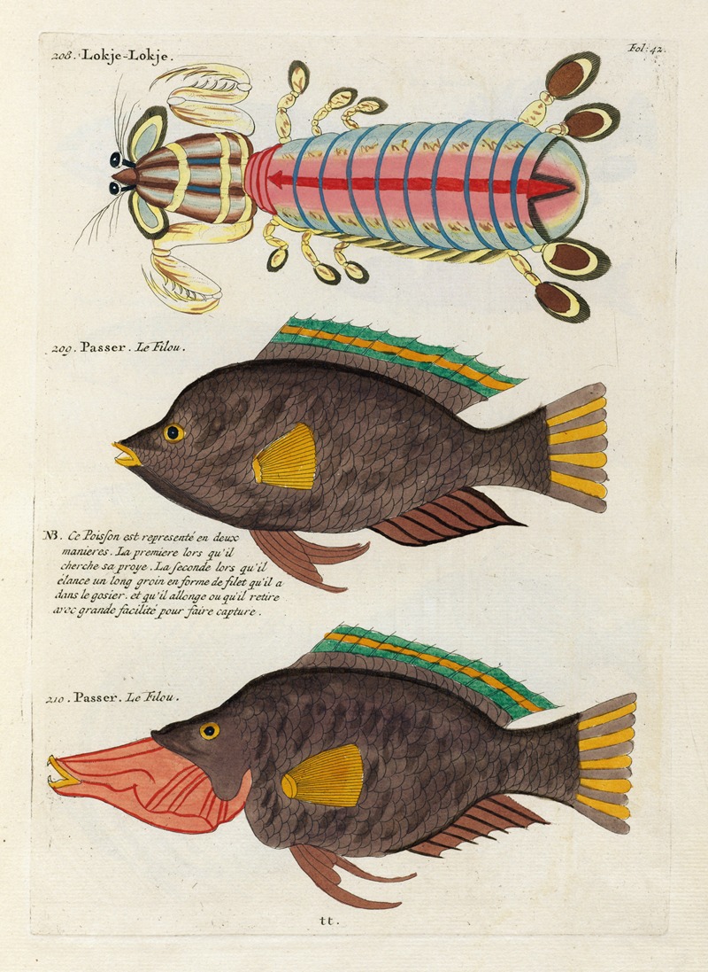 Louis Renard - Poissons, ecrevisses et crabes, de diverses couleurs et figures extraordinaires.. Pl.042