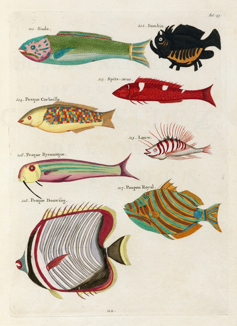 Louis Renard - Poissons, ecrevisses et crabes, de diverses couleurs et figures extraordinaires.. Pl.043