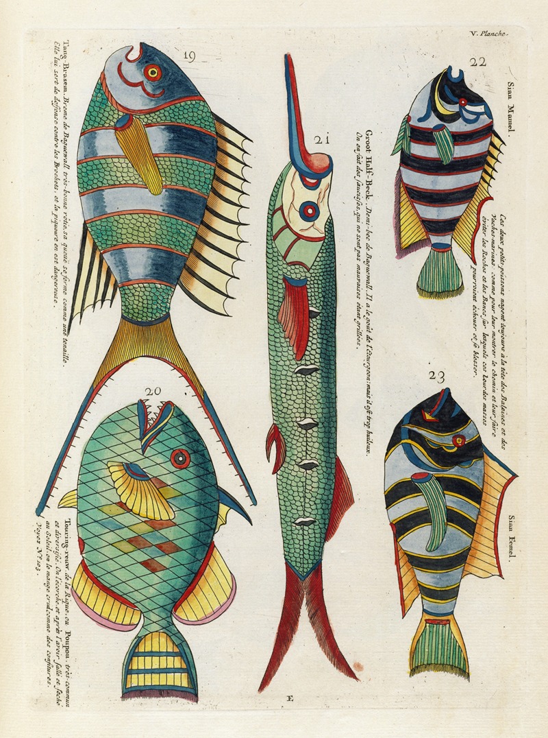Louis Renard - Poissons, ecrevisses et crabes, de diverses couleurs et figures extraordinaires.. Pl.048