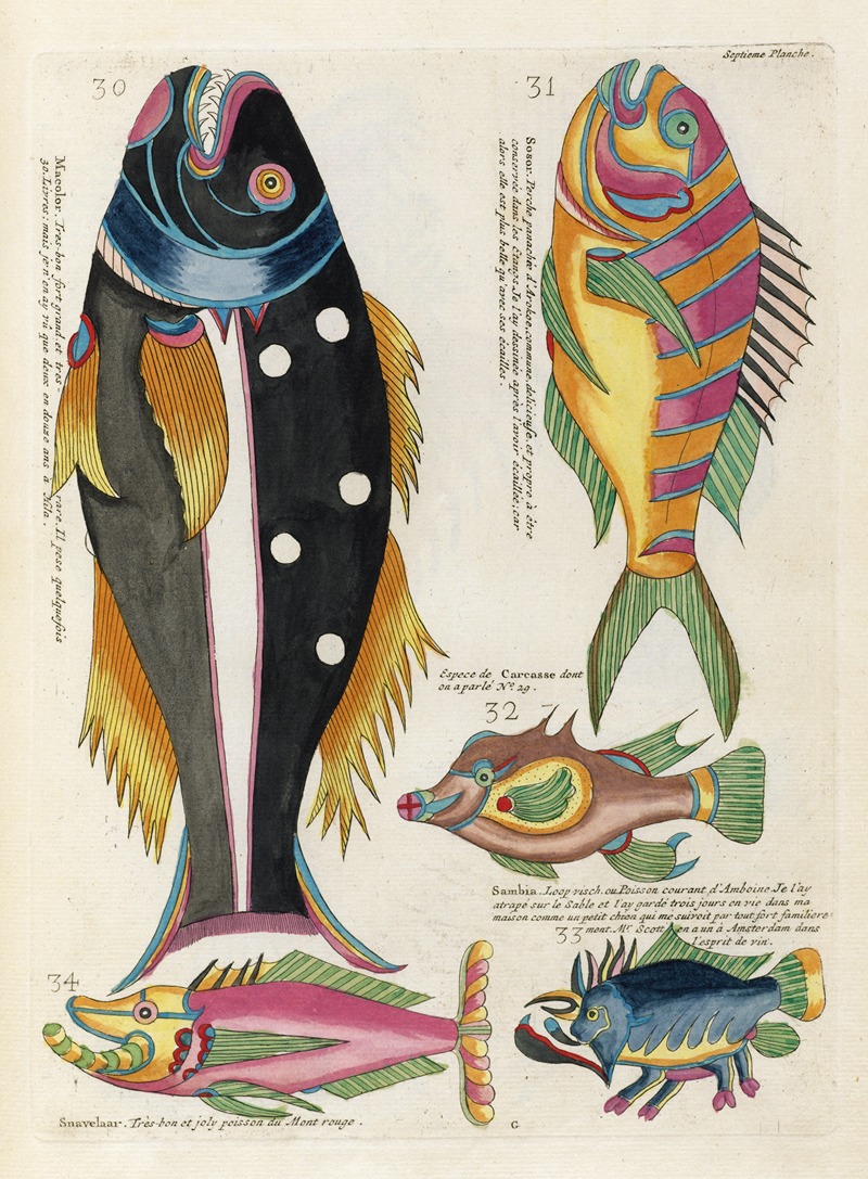 Louis Renard - Poissons, ecrevisses et crabes, de diverses couleurs et figures extraordinaires.. Pl.050