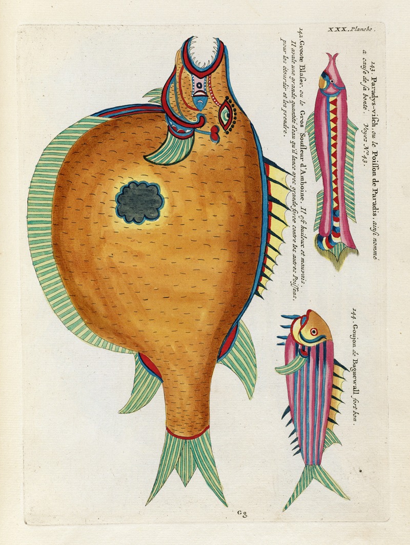 Louis Renard - Poissons, ecrevisses et crabes, de diverses couleurs et figures extraordinaires.. Pl.073