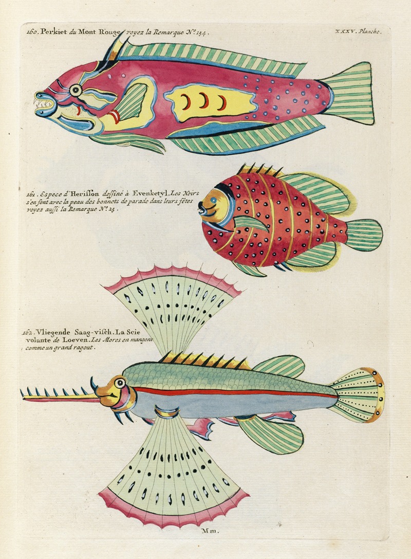 Louis Renard - Poissons, ecrevisses et crabes, de diverses couleurs et figures extraordinaires.. Pl.078