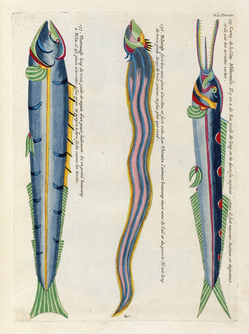 Louis Renard - Poissons, ecrevisses et crabes, de diverses couleurs et figures extraordinaires.. Pl.083