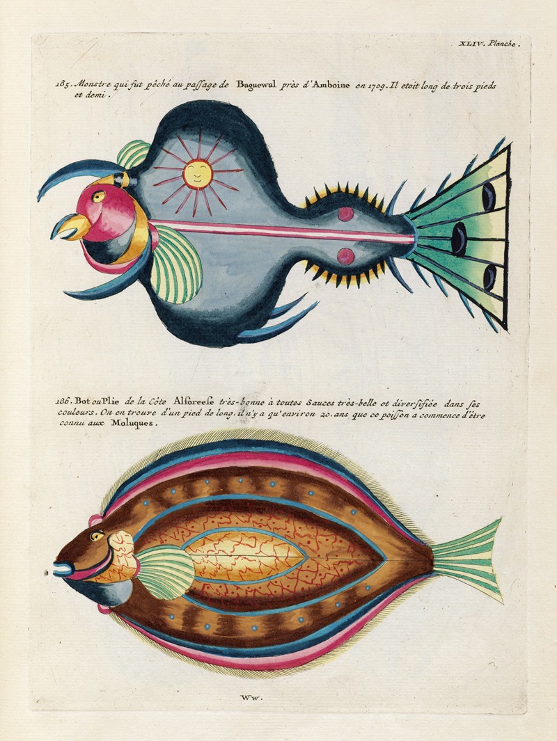 Louis Renard - Poissons, ecrevisses et crabes, de diverses couleurs et figures extraordinaires.. Pl.087