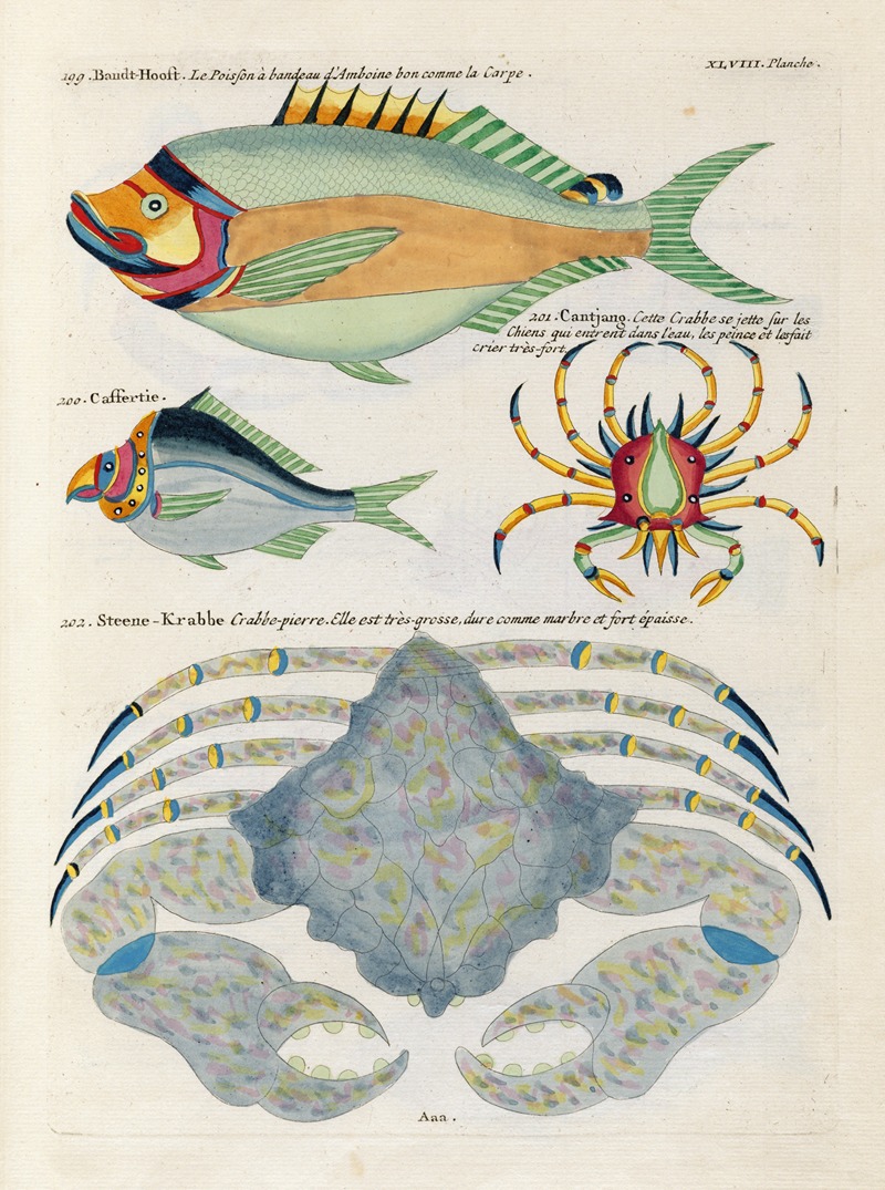 Louis Renard - Poissons, ecrevisses et crabes, de diverses couleurs et figures extraordinaires.. Pl.091