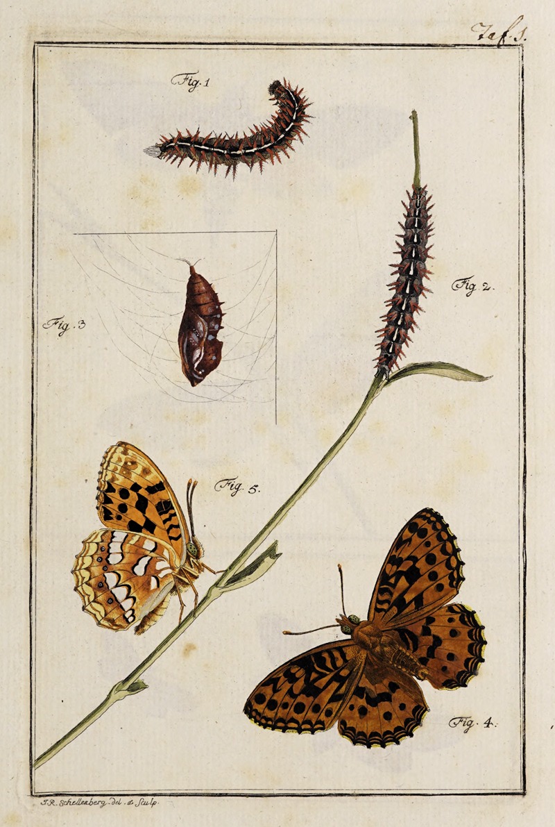 Johann Caspar Fuessli - Archives de l’histoire des insectes Pl.01