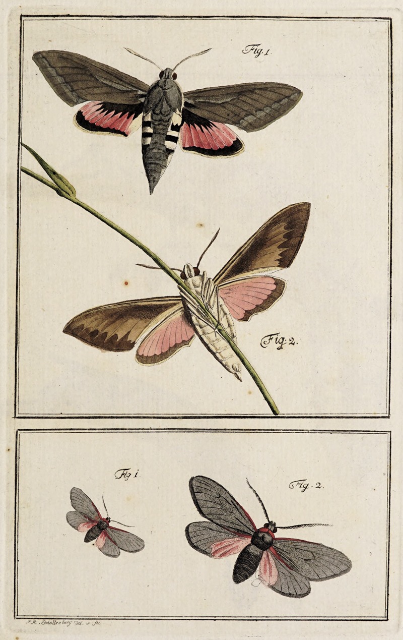 Johann Caspar Fuessli - Archives de l’histoire des insectes Pl.02