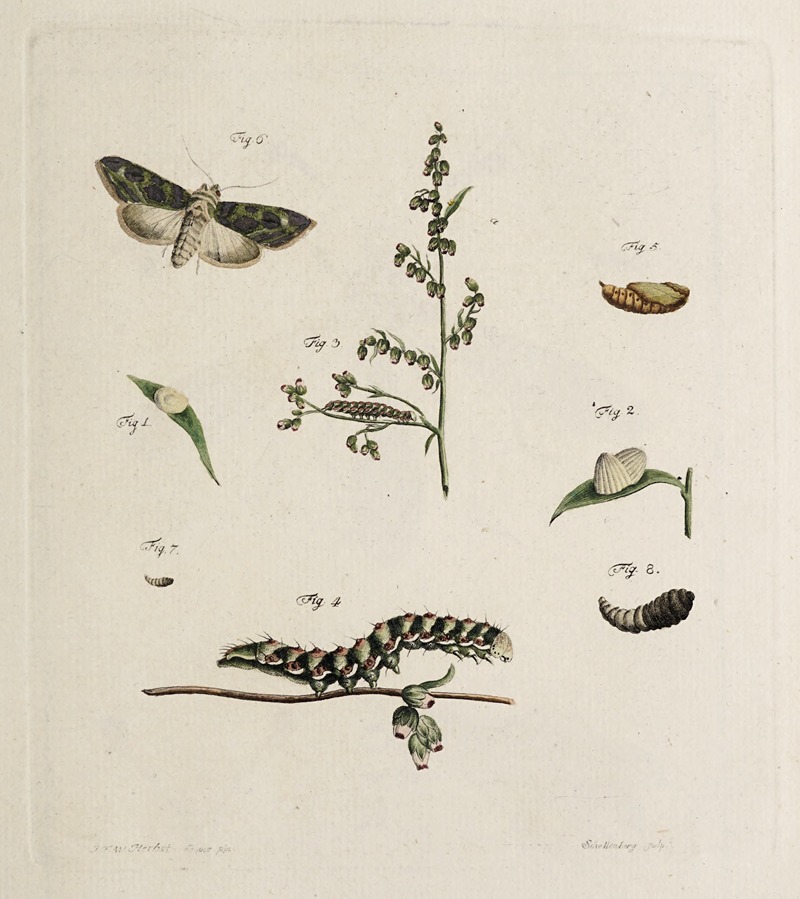Johann Caspar Fuessli - Archives de l’histoire des insectes Pl.05