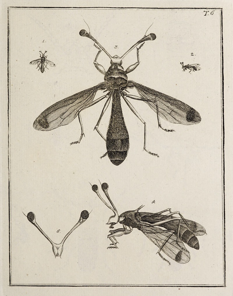 Johann Caspar Fuessli - Archives de l’histoire des insectes Pl.06