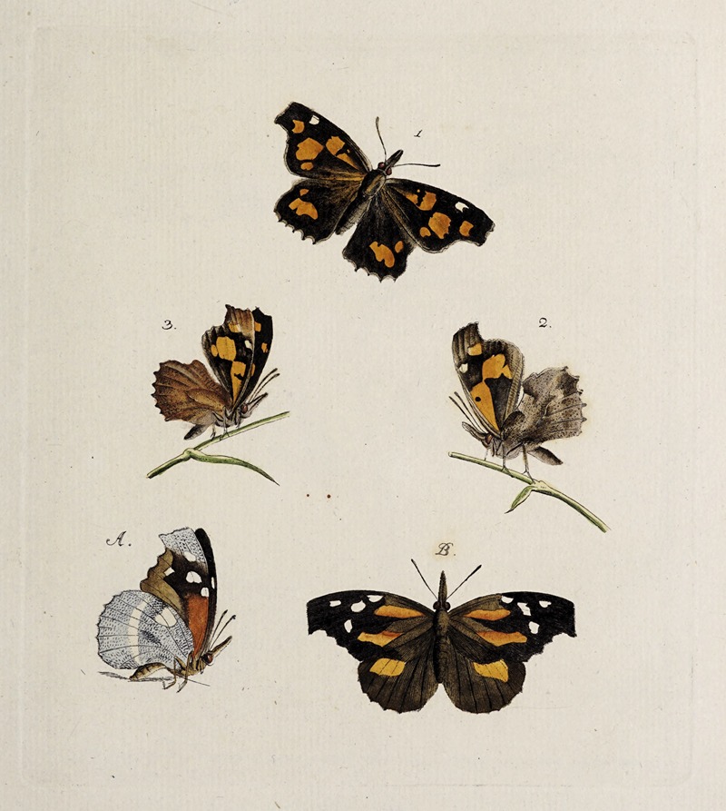 Johann Caspar Fuessli - Archives de l’histoire des insectes Pl.08