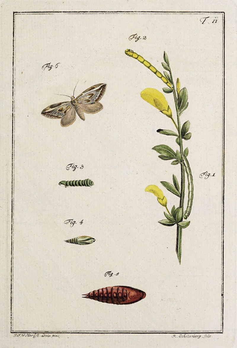 Johann Caspar Fuessli - Archives de l’histoire des insectes Pl.11