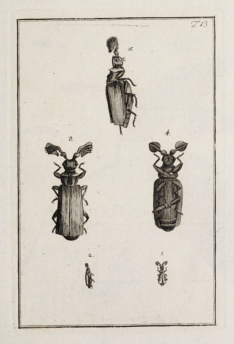 Johann Caspar Fuessli - Archives de l’histoire des insectes Pl.13