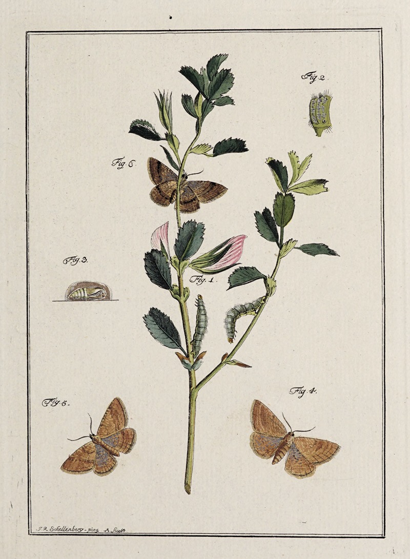 Johann Caspar Fuessli - Archives de l’histoire des insectes Pl.17