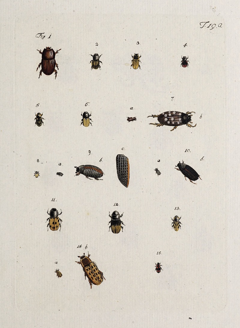 Johann Caspar Fuessli - Archives de l’histoire des insectes Pl.19