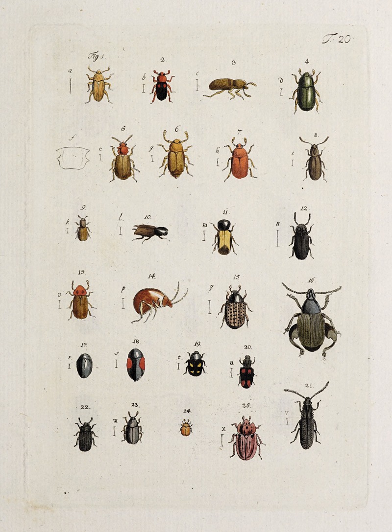 Johann Caspar Fuessli - Archives de l’histoire des insectes Pl.21