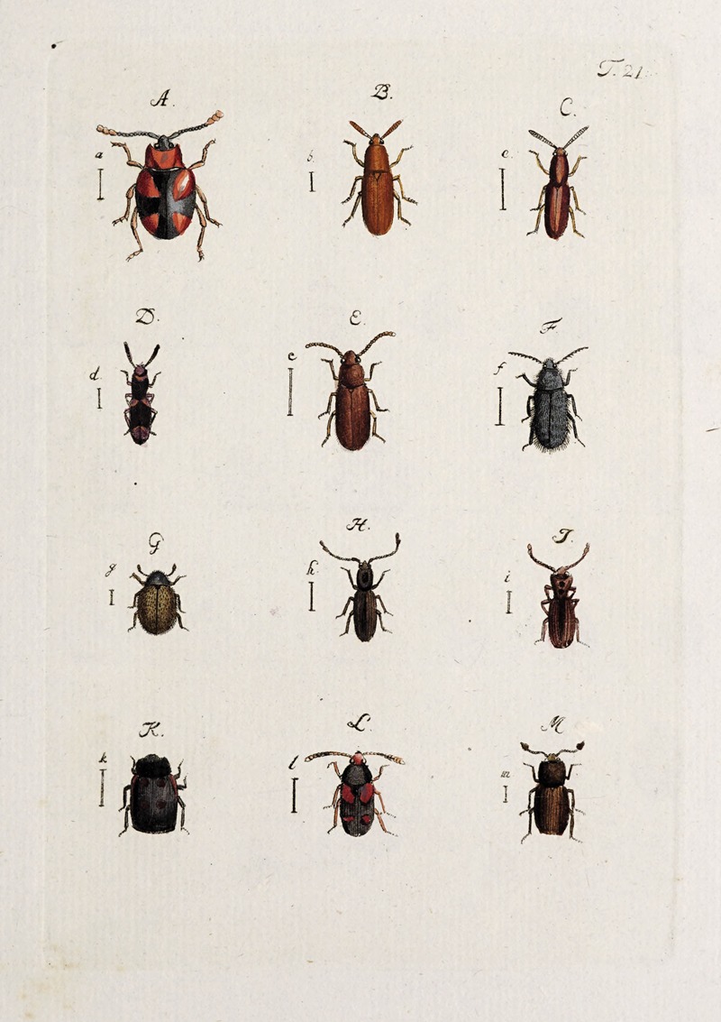 Johann Caspar Fuessli - Archives de l’histoire des insectes Pl.22