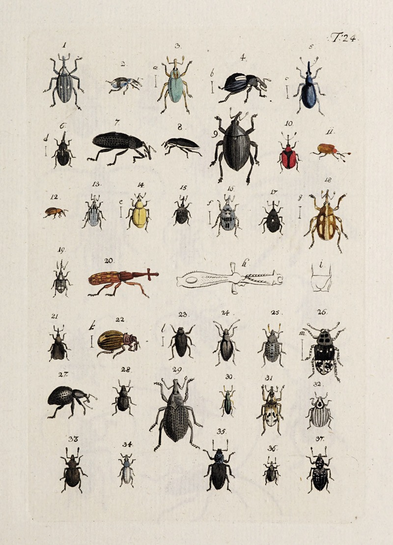 Johann Caspar Fuessli - Archives de l’histoire des insectes Pl.25