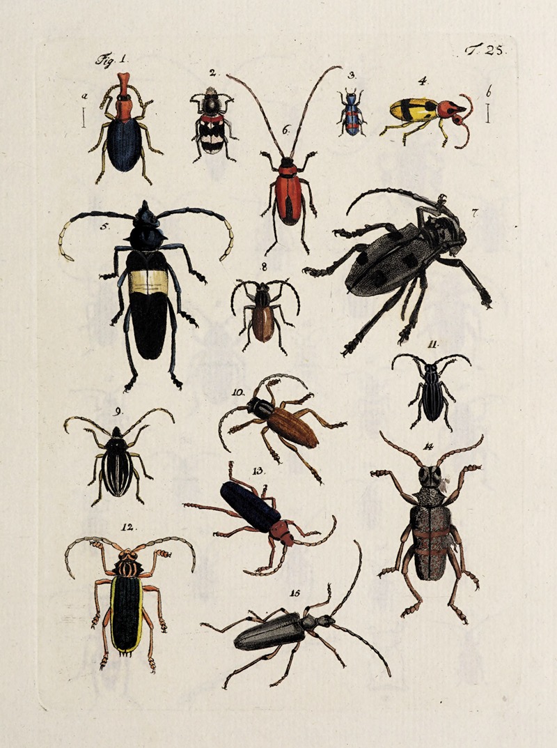 Johann Caspar Fuessli - Archives de l’histoire des insectes Pl.26