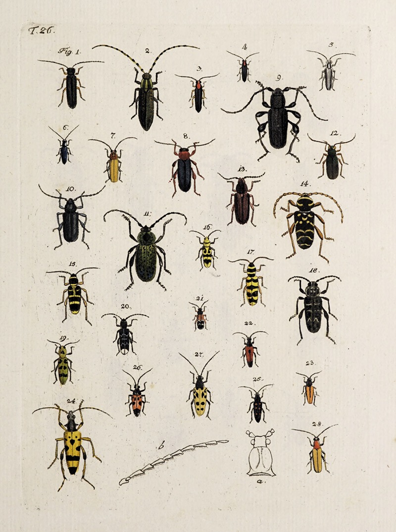 Archives de l'histoire des insectes Pl.27 by Johann Caspar Fuessli - Artvee