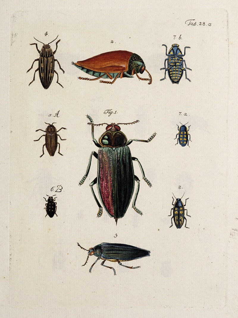 Johann Caspar Fuessli - Archives de l’histoire des insectes Pl.29