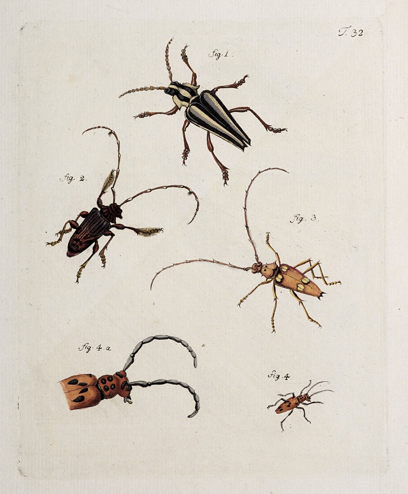 Johann Caspar Fuessli - Archives de l’histoire des insectes Pl.34