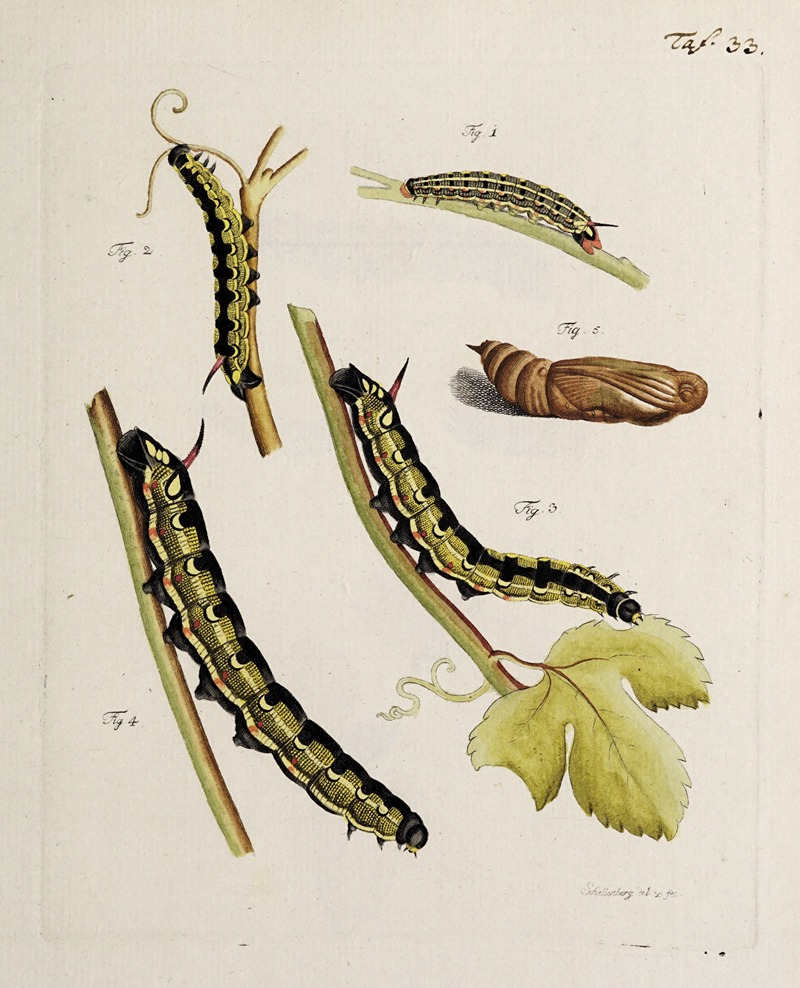 Johann Caspar Fuessli - Archives de l’histoire des insectes Pl.35