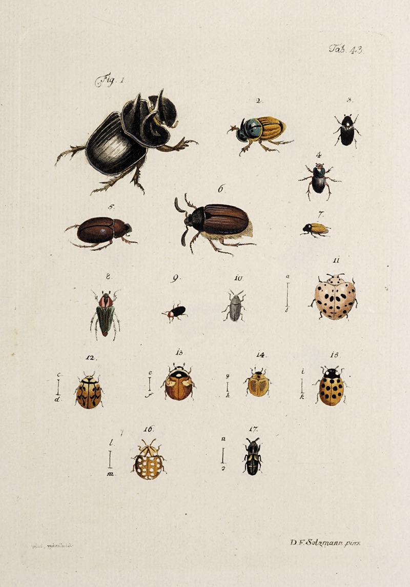 Johann Caspar Fuessli - Archives de l’histoire des insectes Pl.38