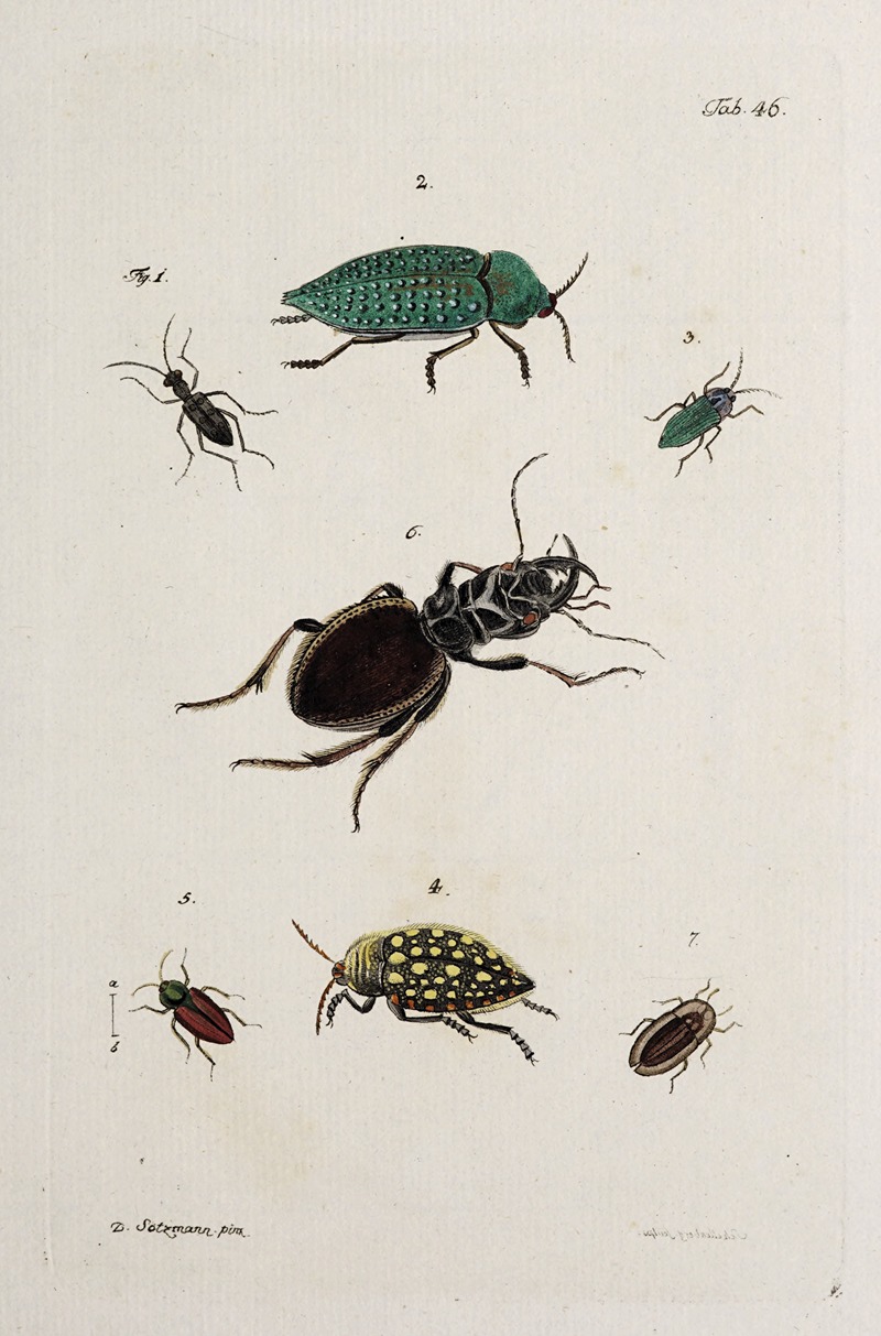 Johann Caspar Fuessli - Archives de l’histoire des insectes Pl.41