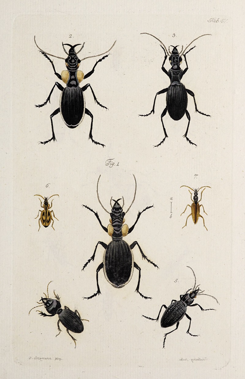 Johann Caspar Fuessli - Archives de l’histoire des insectes Pl.42