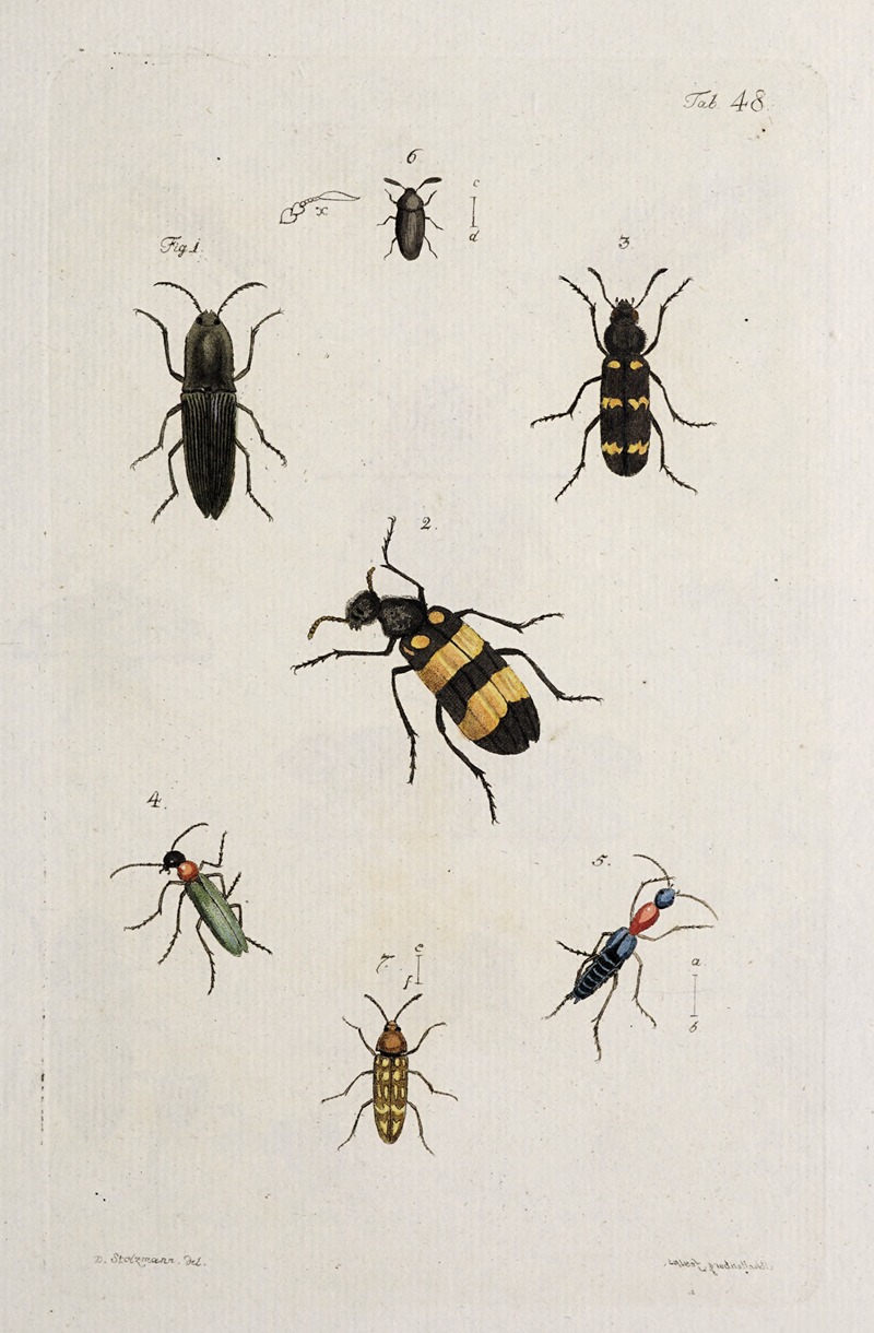 Johann Caspar Fuessli - Archives de l’histoire des insectes Pl.43
